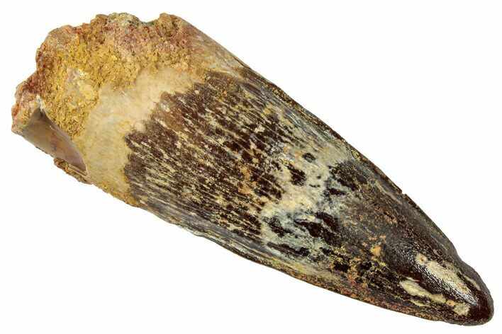 Fossil Spinosaurus Tooth - Real Dinosaur Tooth #331281